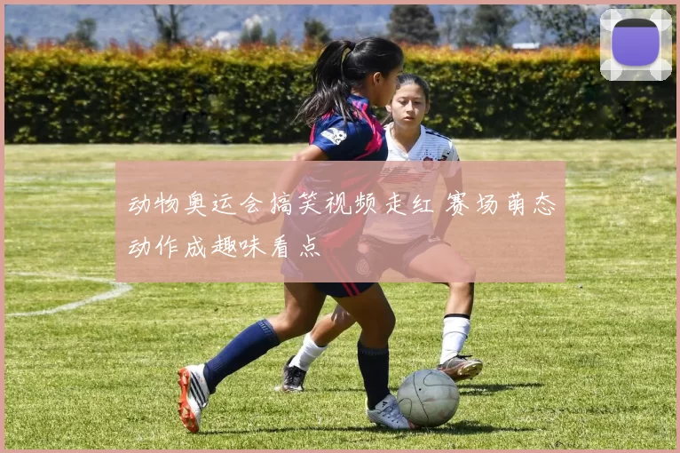 动物奥运会搞笑视频走红 赛场萌态动作成趣味看点